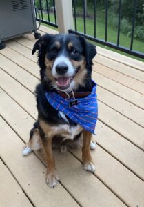 Charlie the Dog